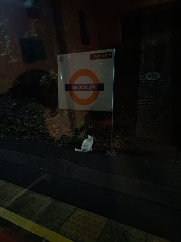 Brockley Cat