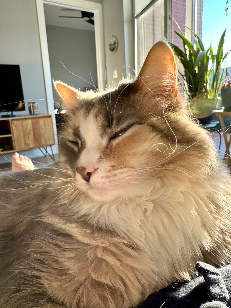 Closeup on the face of a white, orange and grey cat laying on their human's lap, backlit by the sun. The cat is relaxed and falling asleep.  