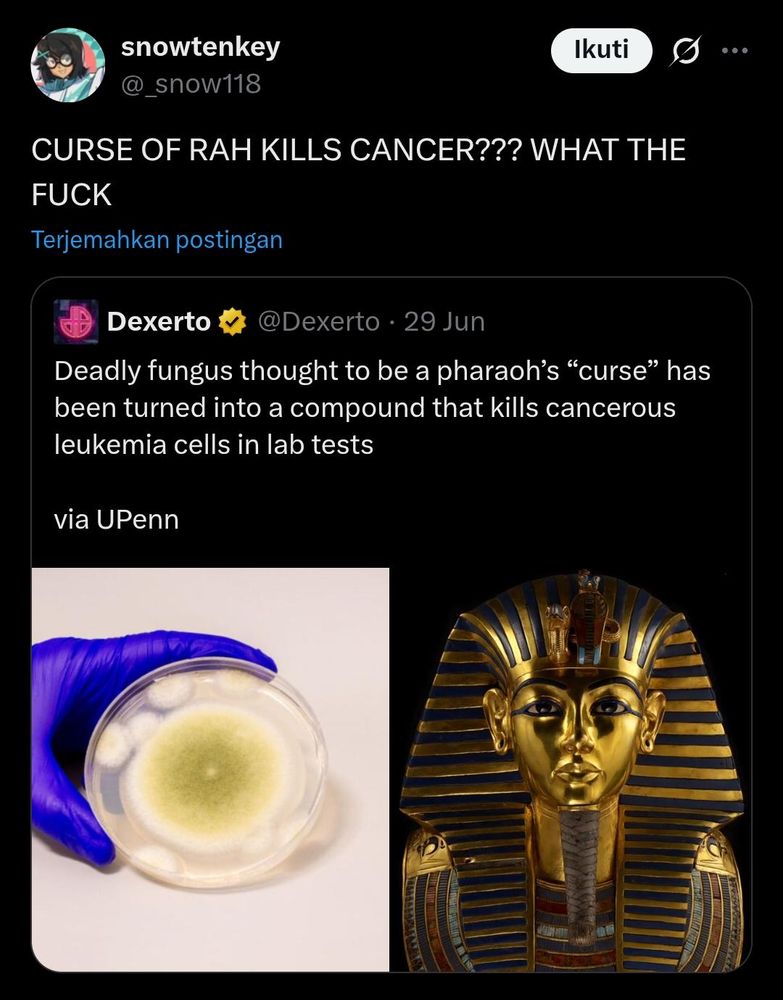 A tweet by Dexerto stating that a deadly fungus that was thought to be the pharaoh's "curse" had been turned into a compound that can kill leukemia cells in lab tests. The tweet is quote retweeted by snowtenkey (@_snow118) who says "CURSE OF RAH KILLS CANCER??? WHAT THE FUCK".