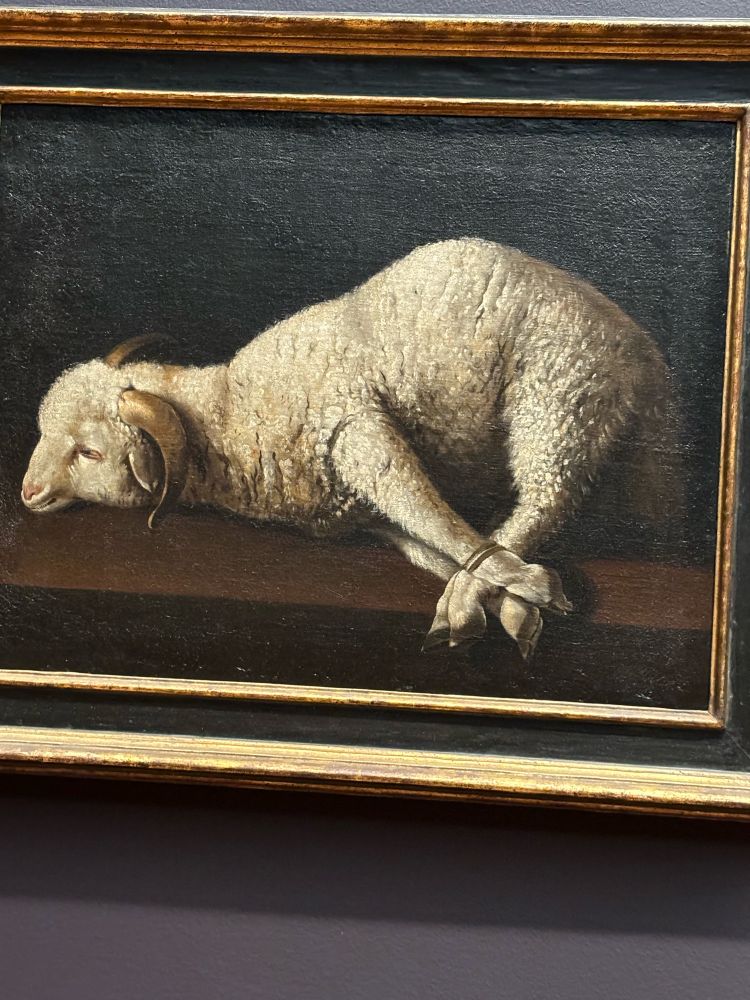 Poor little lamb, its hooves tied together
