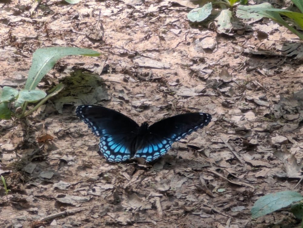A small butterfly on the mulchy leafed ground. Its wings are mostly velvet black but with vivid sky blue spots in rows along the aft part of its wings. 