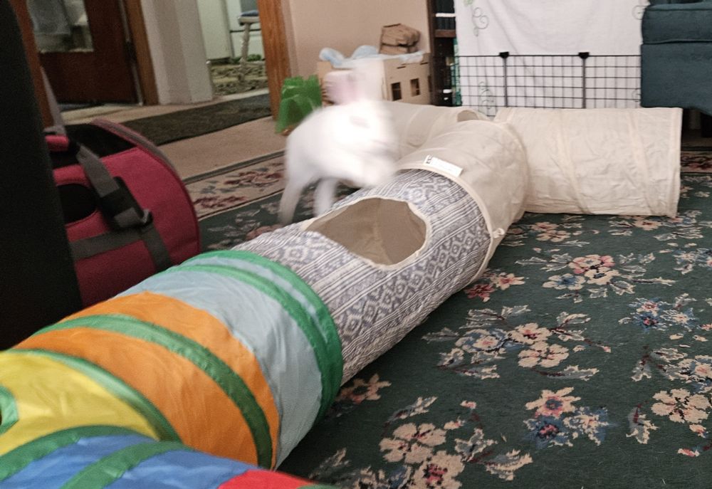 A few blurry images of Franky jumping over his tunnels and moving too fast for  the camera
