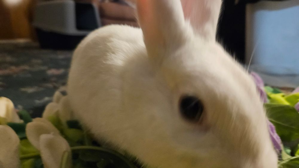 He is now coming to the hand that feeds. He is ignoring the dandelion leaves