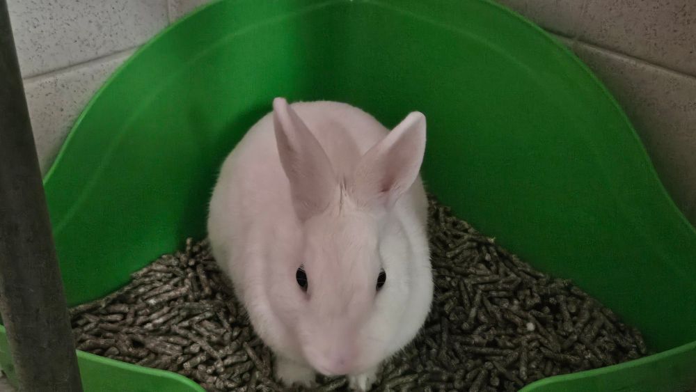 Franky in his bathroom potty under the sink