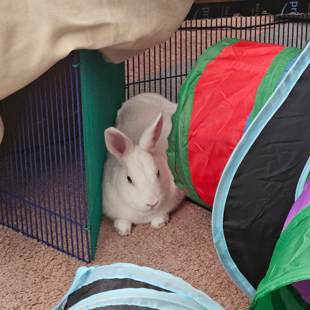 Franky snuggled up against a pet fence next to his play tunnel. Very comfy.