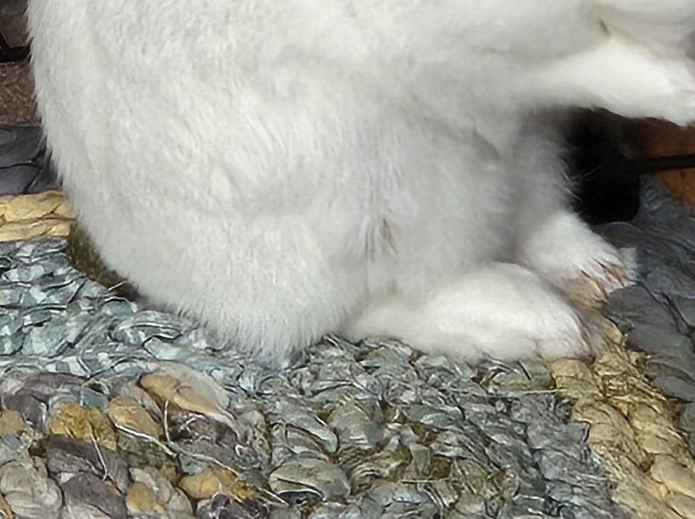 Closer image shoeing the cookie