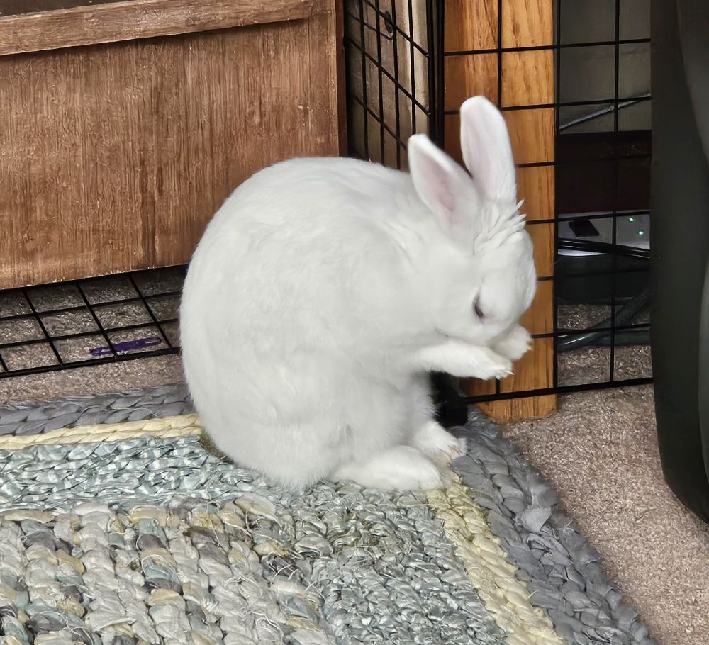 Franky cleaning his face while sitting on his Timothy hay cookie