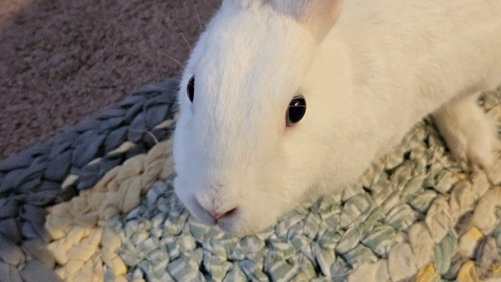 Franky looking up at the camera.