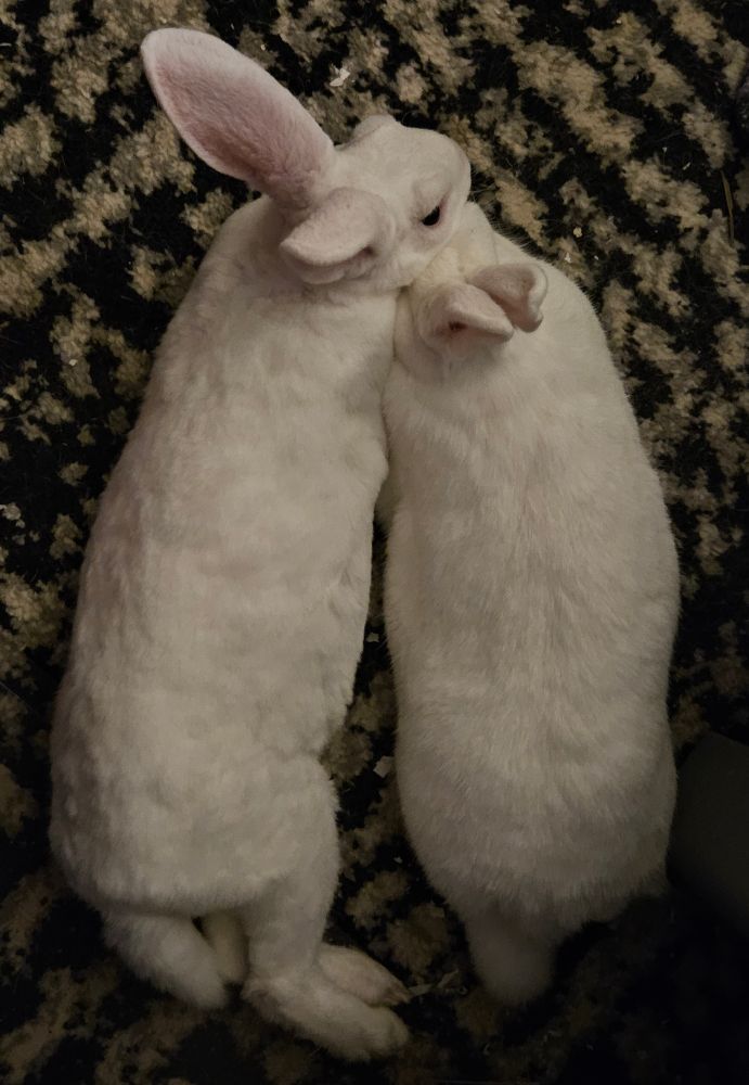 Franky and Nancy laying down beside each other. Nancy is resting her head on Franky's head 