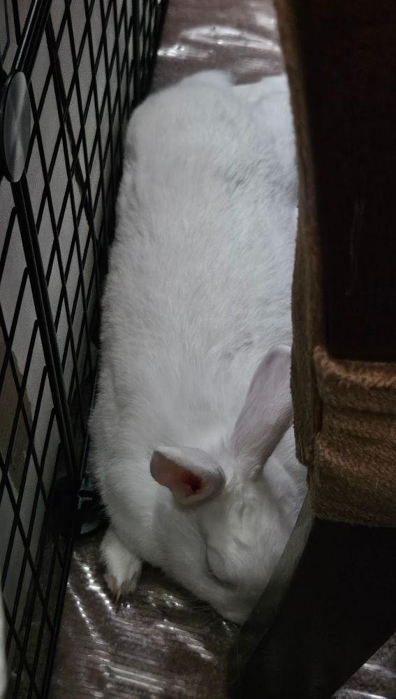 Franky resting under a chair, beside the couch. 