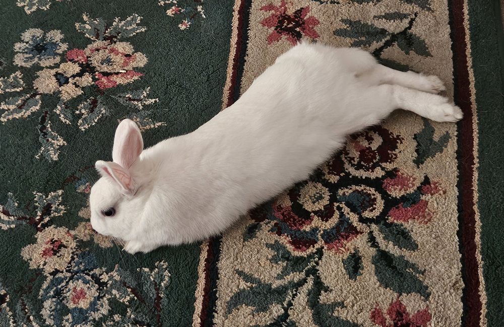 Franky stretched out and resting. Thinking he is licking the rug.