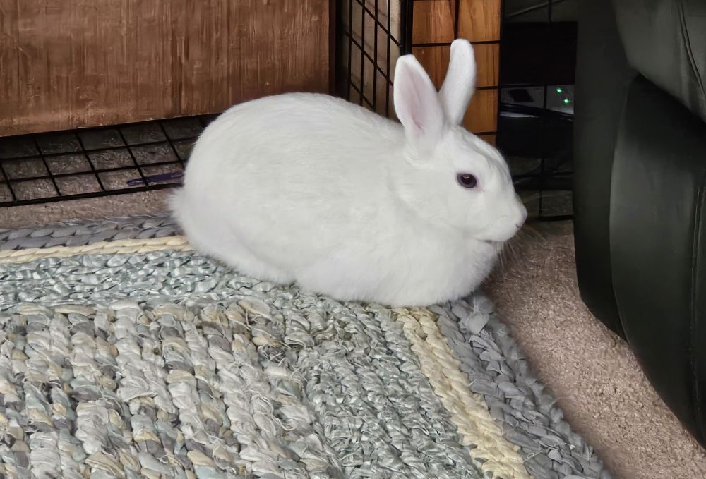 Franky now loafing on his Timothy hay cookie