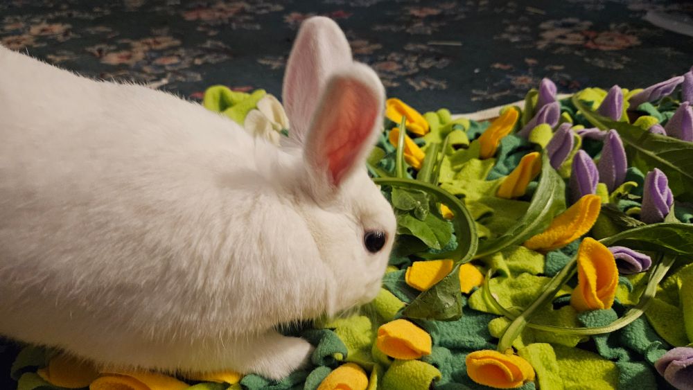 Franky searching for oatmeal on his foraging mat