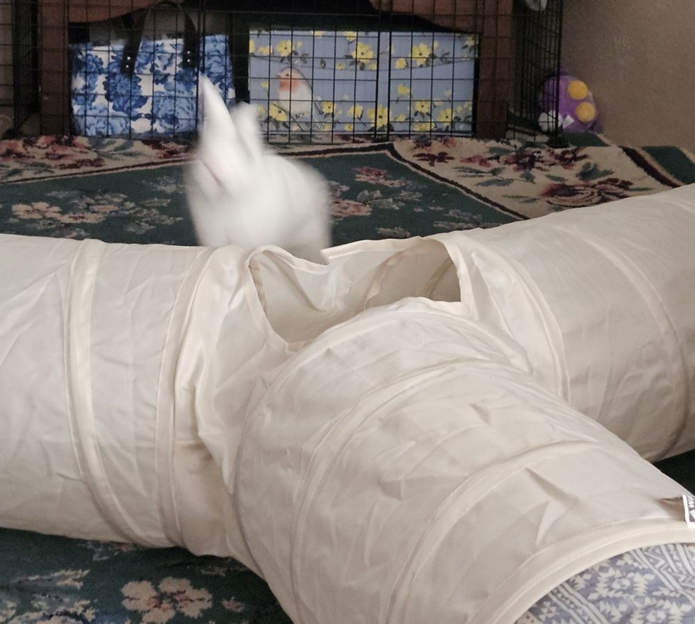 A few blurry images of Franky jumping over his tunnels and moving too fast for  the camera