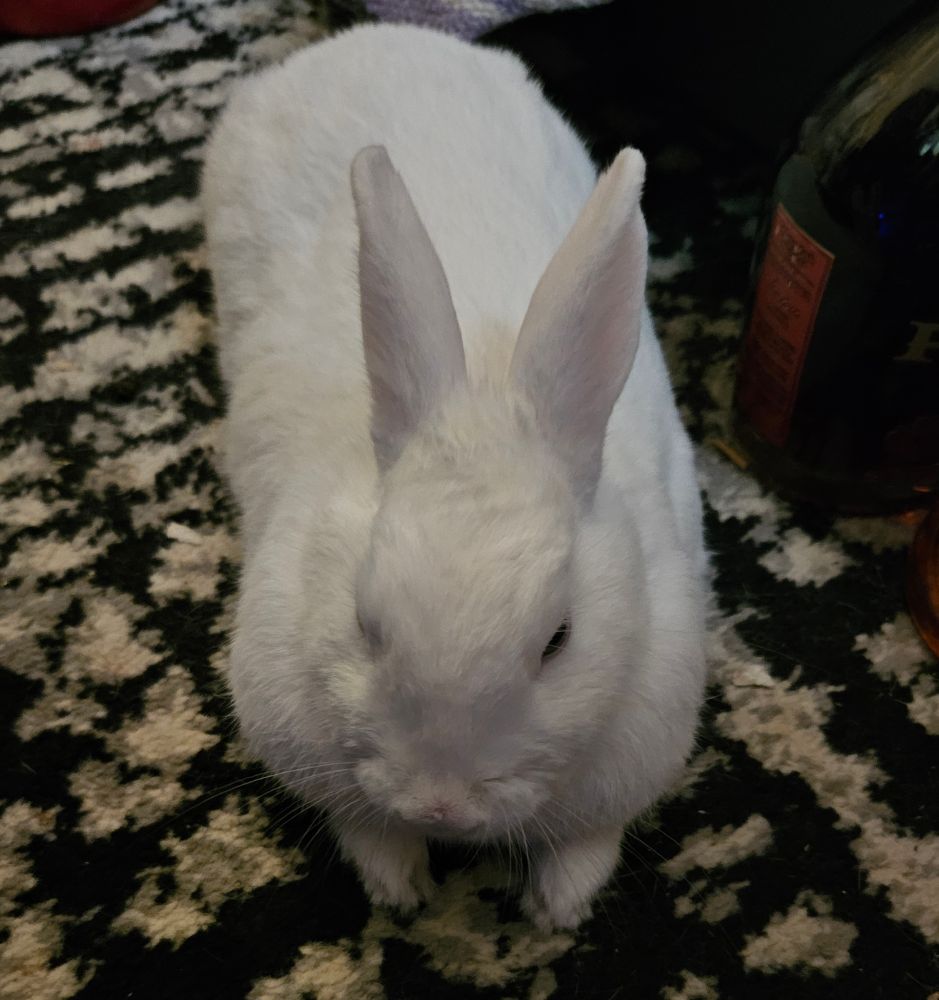 Franky loafing on the floor with his front legs sticking out. This is in easy reach from the chair, so gets pets often here.