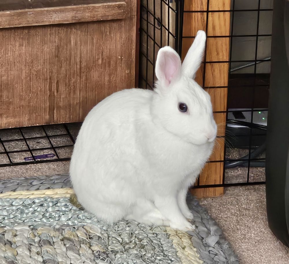 Franky sitting on his Timothy cookie