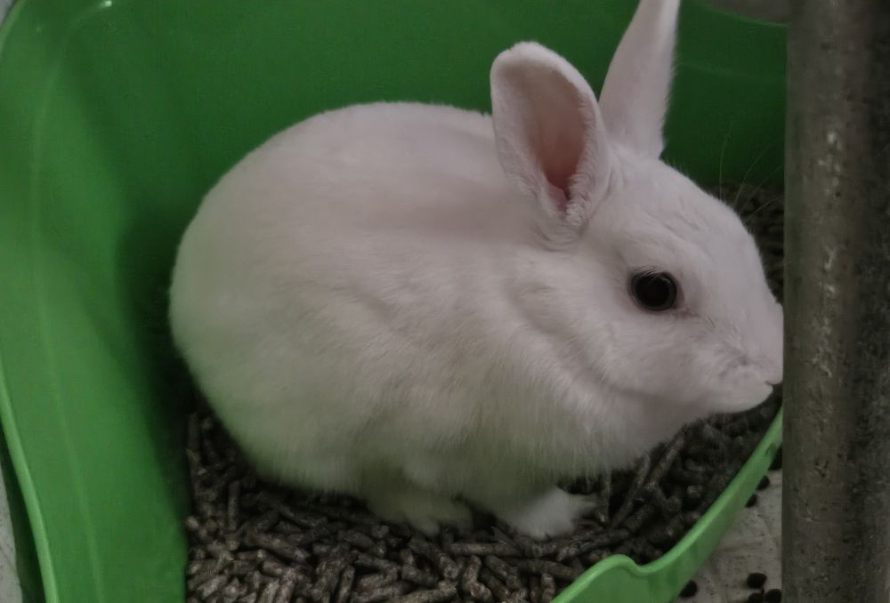 Franky in his potty under the bathroom sink. Always urinates in this corner. He uses both the litter box and the bathroom mat to wave his poo beans. But he always does it all in the proper room.
Such a smart and clean bunny