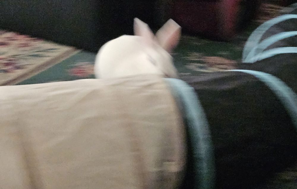 A few blurry images of Franky jumping over his tunnels and moving too fast for  the camera