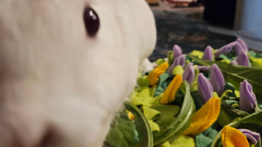 Franky right up in the camera lens hoping I had more cereal. Eat your greens, boy.