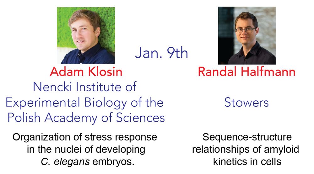 Poster for Adam Klosin and Randal Halfmann's IDPSeminars talks. Adam's (from the Nencki Institute of  Experimental Biology of the  Polish Academy of Sciences) talk is titled "Organization of stress response in the nuclei of developing C. elegans embryos", while Randal's (from the Stowers Insitute) talk is titled "Sequence-structure relationships of amyloid kinetics in cells".