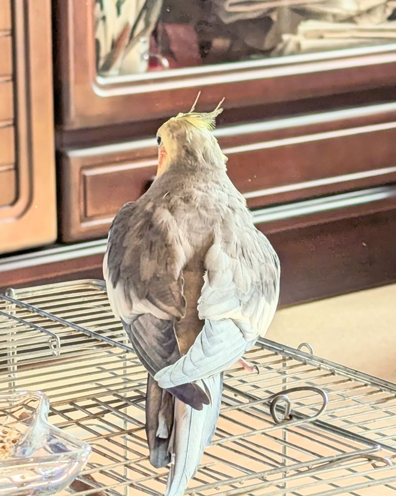 オカメインコのヤマトくん