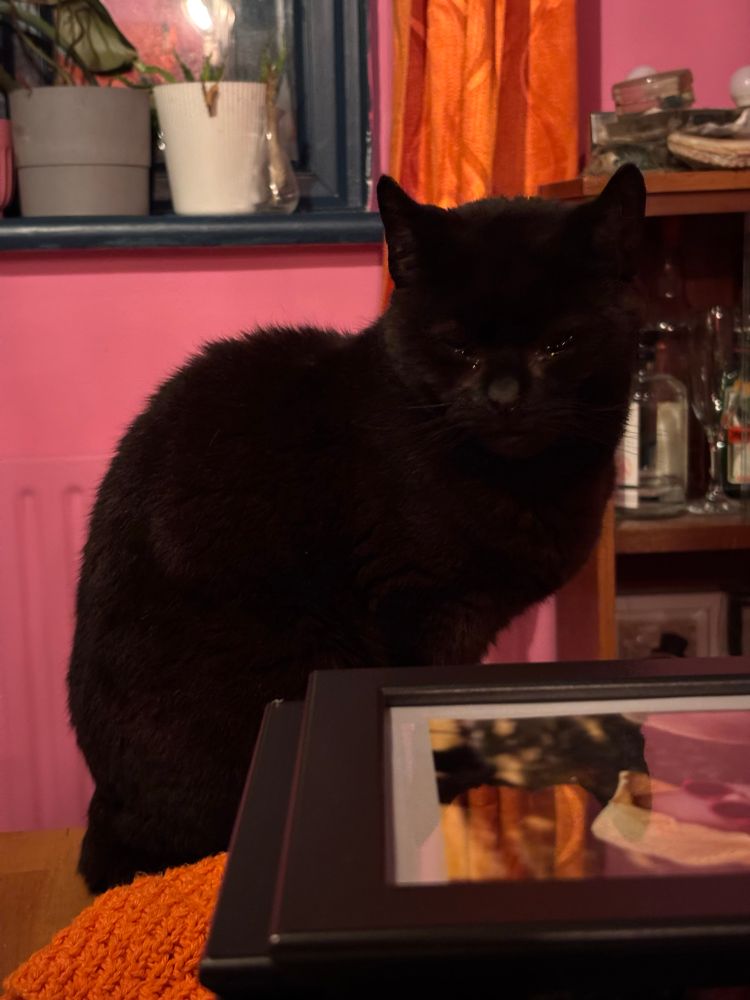 Photo of Timmy, a black cat. He's adorable but also kind of gives off 90s cartoon Batman vibes. 
