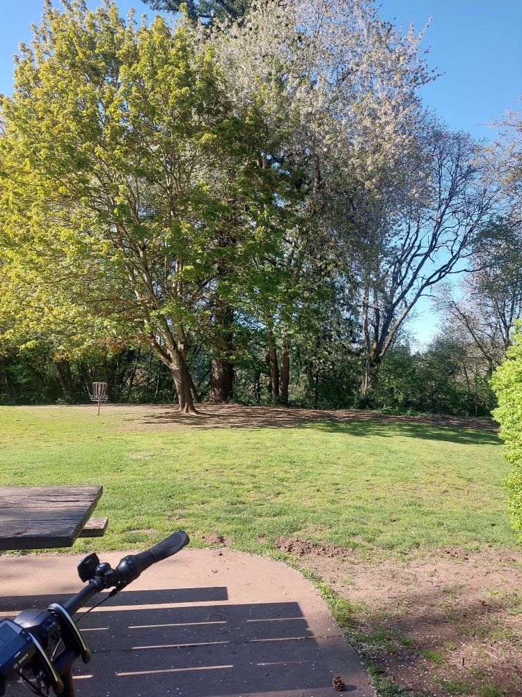 Trees leafing out and flowering at a park. Edges of a picnic table and the handlebars of a bike in lower left corner.