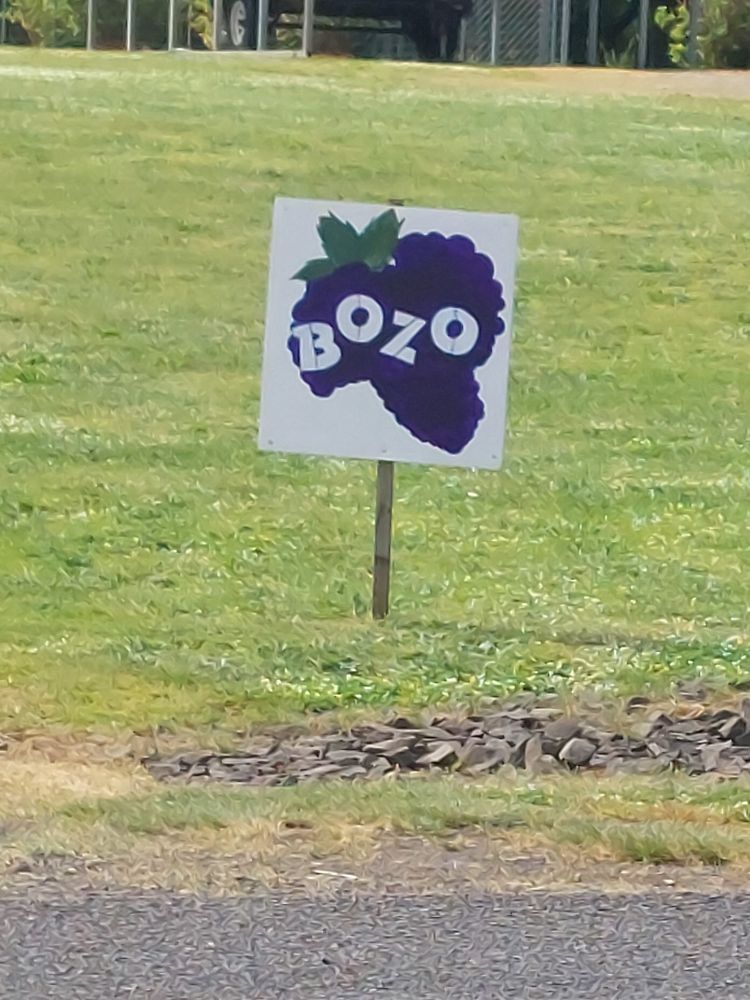 Hand painted sign on a grass lawn. A bunch of grapes with Bozo in white capital letters.