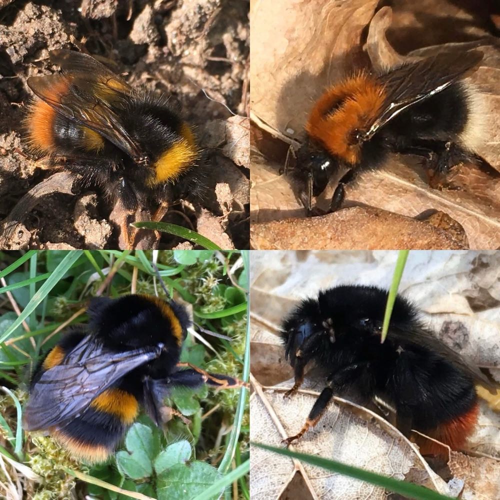 Basking bumblebee queens 🐝: Clockwise from Top-left: Early bumblebee (Bombus pratorum), Tree bumblebee (Bombus hypnorum), Red-tailed bumblebee (Bombus lapidarius) & Buff-tailed bumblebee (Bombus terrestris).