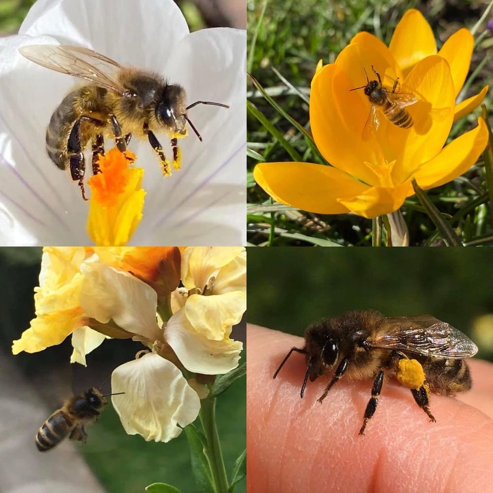 Domestic honeybees🐝 (Apis mellifera). Highly efficient collectors of nectar & pollen to make honey. By mid summer a large hive can number up to 70,000 workers which will go out to harvest pollen and nectar from all flowers in a wide radius around their hive. They enzymatically convert the nectar to honey which they horde for winter. High numbers of honeybees can have a negative impact on populations of small solitary bees & other pollinators which can’t travel as far and wide for food as honeybees.