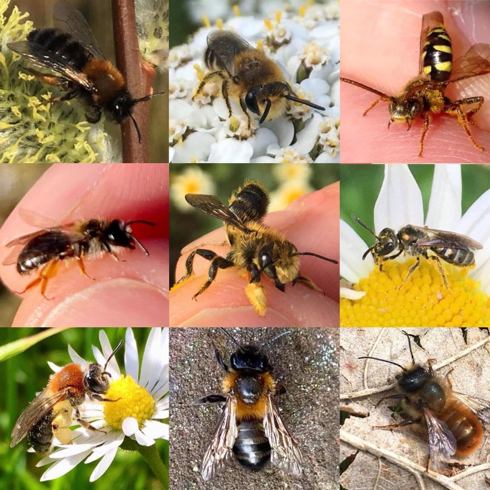 Solitary bees🐝. Clockwise from TL: Clarke’s mining-bee (Andrena clarkella), Davies Colletes (Colletes daviesanus), Marsham’s nomad cuckoo bee (Nomada marshamella), Smeathman’s furrow-bee (Lasioglossum smeathmanella), Red mason bee (Osmia bicornis), Chocolate mining-bee (Andrena scotica), Orange-tailed mining-bee (Andrena haemorrhoa), Northern sallow mining-bee (Andrena ruficrus) & In middle: Willughby’s leaf-cutter bee (Megachile willughbiella)🐝