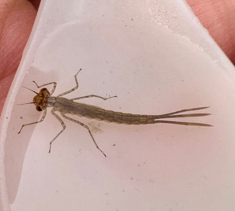 Northern Damselfy (Coenagrion hastulatum) larva. This blue damselfly species is restricted to the Cairngorms and North-east Scotland. It’s a priority species of the British Dragonfly Society & the Cairngorms National Park. The spotting behind the head and hinge-like nodes in the caudal lamellae are key larval ID features. 