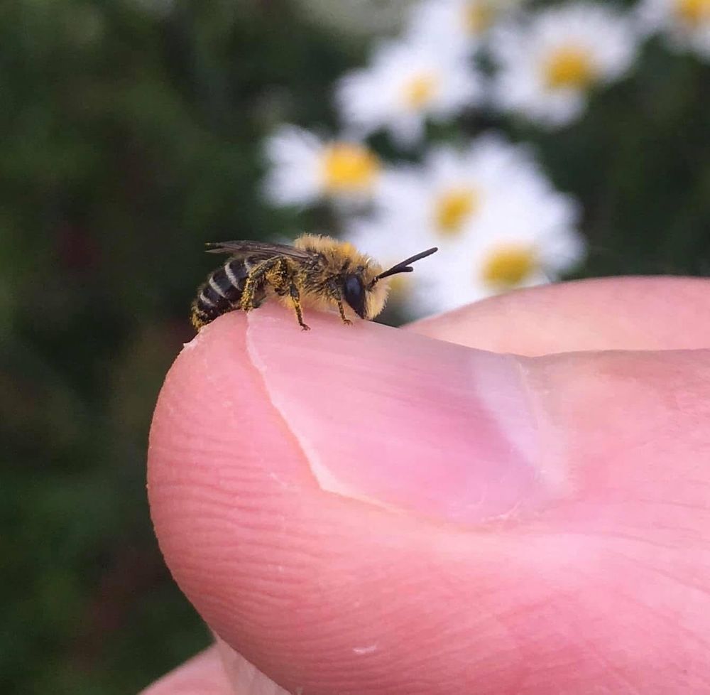 Davie’s Colletes (Colletes davisanus)- females of this mid-summer species generally collect pollen from flowers of the daisy family. 