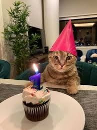 Gatinho com chapéu de aniversariante rosa, em frente a um cupcake com uma vela acesa em cima