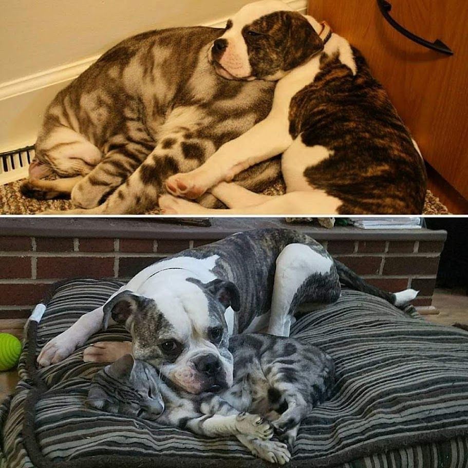 A composition of two images, each showing a white and brindle dog and a striped cat. The top photo shows the dog as a puppy, sleeping on the larger cat. The bottom photo shows the same dog fully grown, resting his head on the (much smaller) cat.