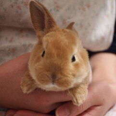 A small brown rabbit is held in a person's hands, facing towards the viewer 