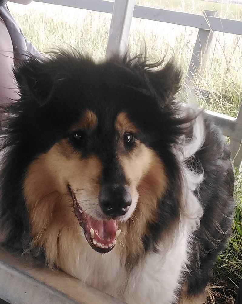 A close up picture of a rough haired collie.