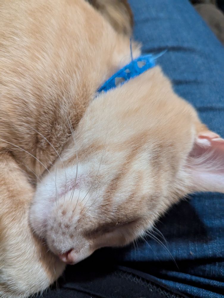Curled up orange cat with a blue collar. His name is Brave and is the biggest coward of the family.