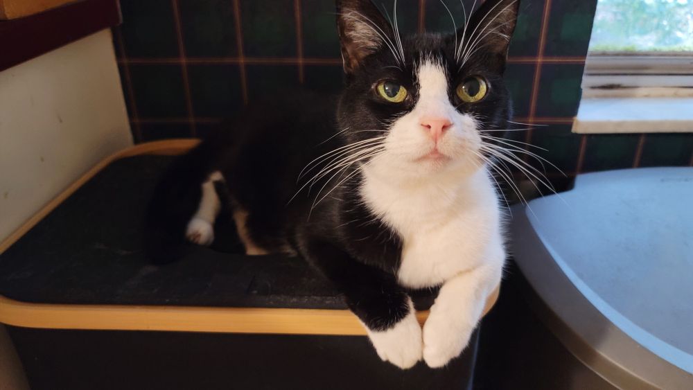 Picture of a tuxedo cat silently judging you.