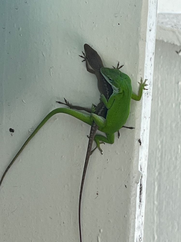 two lizards fucking
