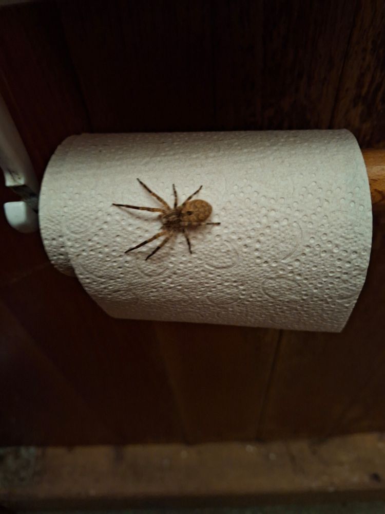 Spinne auf einer Rolle Toilettenpapier 