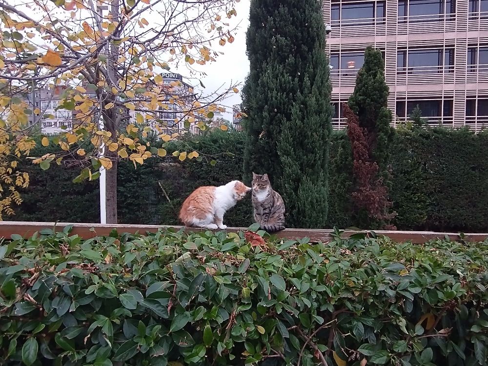 Cute cats being cute.