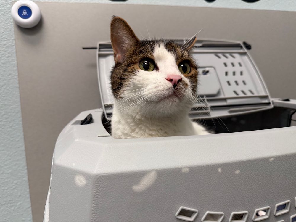 roscoe s tabby and white cat sticks his head out of a gray cat carrier. he has a splotch by his nose/mouth that was just a coat pattern but also turns out to be where HE keeps his ringworm