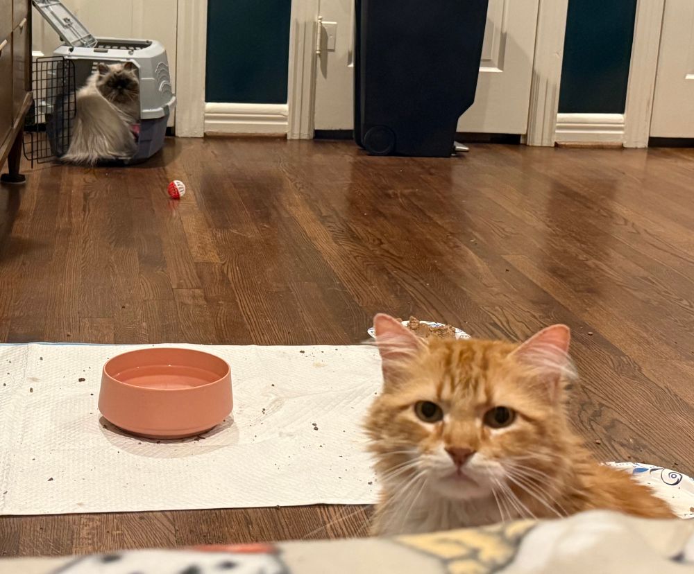 an orange cat looks out of a window longingly. in the back of the picture, a longhaired cat sits in a gray carrier with its door open, looking over her shoulder.  