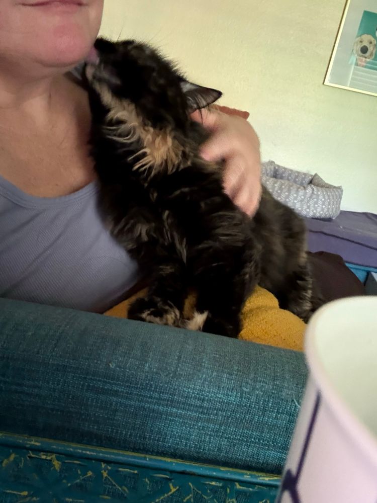 A fluffy black and orange tortoishell cat called The Jalapeño sits on a yellow pillow on the lap of a lady wearing a gray tank top. The cat’s pink tongue is fully touching the lady’s chin/jaw. the lady is trying to contain her joy because this time last year, she tried to pick the jalapeño up and ended up at urgent care. 
The Jalapeño can love. 
Or maybe she is just doing some taste testing. 