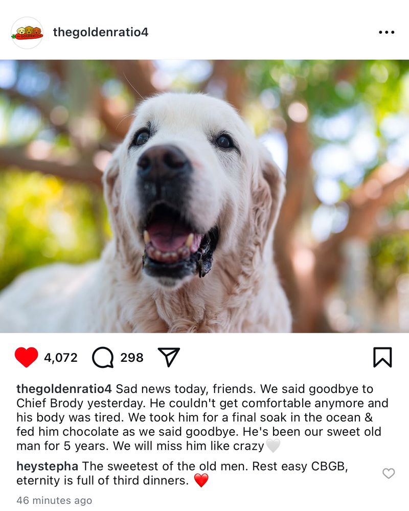 Screenshot from instagram showing a photo of a very happy faced old white golden retriever. Over 4 thousand people have hit the heart button, and it’s only been posted for 46 minutes. 
Text: Posted by at the golden ratio 4: sad news today, friends. we said goodbye to chief brody yesterday. he couldn’t get comfortable anymore and his body was tired. we took him for a final soak in the ocean and fed him chocolate as we said goodbye. he’s been out sweet old man for 5 years. we will miss him like crazy. an emoji of a white heart follows the post. 
Comment from at heystepha says: the sweetest of old men. rest easy cbgb, eternity is full of third dinners