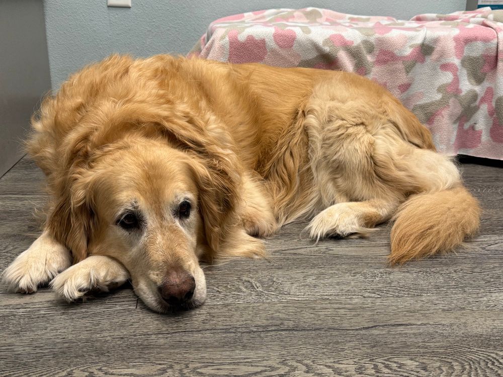 a golden retriever lays on a gray wood floor, resting his face in his front paws and looking dejected. an ottoman covered in a pink camouflage blanket is behind him, he could get on it but prefers the floor