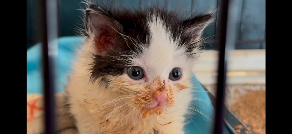 a tiny black and white kitten crouches over her play of food in her cage. her face and front and feet are caked with goo, she is wearing more food than she’s eating but that’s ok. 