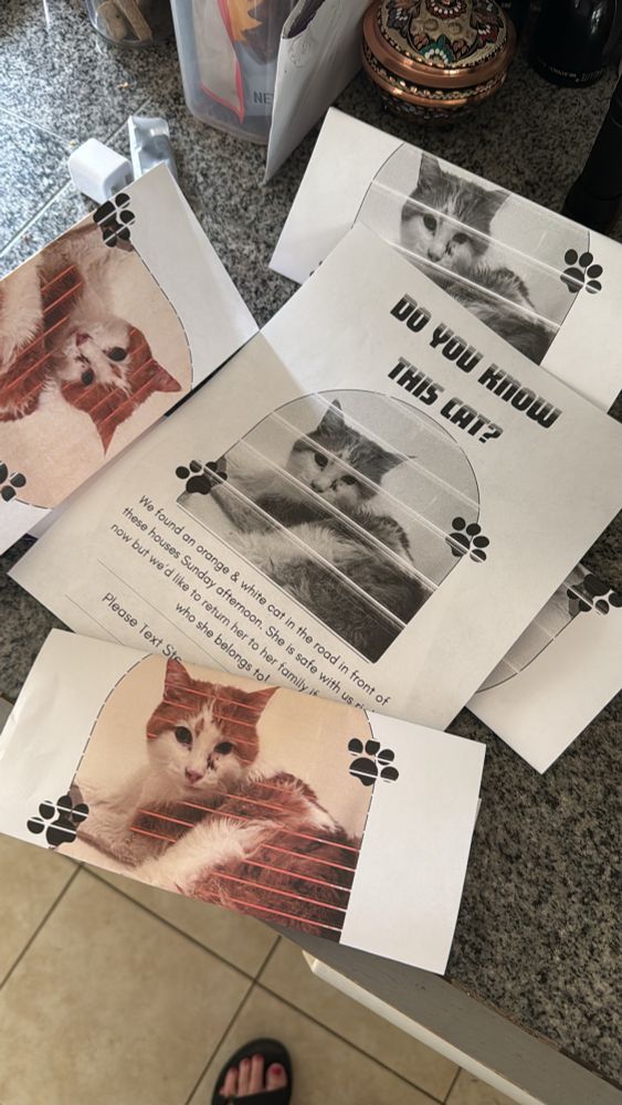 a pile of fliers with a picture of an orange white cat that say “do you know this cat” is on a countertop, ready to be distributed to the neighbors. we ran out of ink so there are lines running through the photo but we are confident anyone would recognize her sweet face