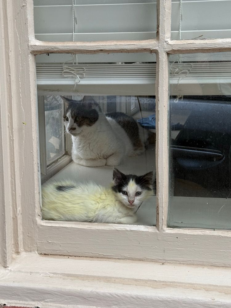 Looking through a window from the outside; A mostly white kitten with black ears and a black splotch on her back glares out of a window as she lays on the wide window sill trying to catch some sun. Her fur is yellowed from the lime sulfur dip we use to treat her ringworm and she’s in a bad mood about it. Behind her is a large old man cat who has white and brown fur. he also has ringworm and has been in jail for months trying to clear it. he gazes out the window at freedom, longing to be anywhere the kittens aren’t. 